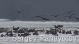 Video of Red-breasted goose - Red-breasted Goose eating grass in winter snow fields